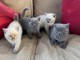 Adorable chatons British Shorthair LOOF