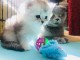 Adorable chatons British Shorthair LOOF