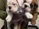 Magnifiques chiots Bulldogs Anglais disponibles