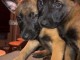 BERGER BELGE MALINOIS