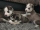 5 chiots Husky Sibérien reste adonner