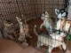 chiots types husky non lof