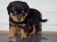 A donner chiot rottweiler pure race