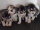 chiots Husky Sibérien reste adonner