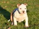 Adorable chiot American Staffordshire Terrier a donner 