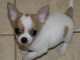 chiots chihuahua miniature