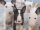 Magnifique chiots Bull Terrier