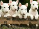 Magnifique chiots Bull Terrier