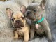 Superbes Chiots type Bouledogue Français