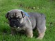 Pour Noel un Adorable chiot  Bulldog Anglais