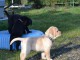 A donner magnifiques chiots labrador