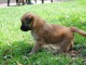 A donner chiots berger des Pyrénées