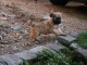 A donner chiots berger des Pyrénées