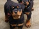 Magnifiques chiots rottweiler disponible de suite...  stérilises,