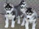 disponible de suite bb Husky de Sibérie.