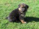  A DONNER chiot type berger allemand femelle