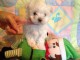  A DONNER Mini chiot type bichon maltais femelle