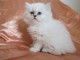 Disponible chaton persan