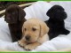 chiots labrador a reserve