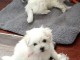 magnifique chiots bichon maltese 