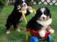 Magnifiques Chiots Bouvier bernois