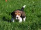 Pour Noel adorable chiot Beagle a donner 