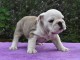 Pour Noel adorable chiot Bulldog Anglais à donner 