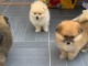 Deux chiots Spitz nain mâle et femelle a donner