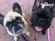 Chiots male et femelle bouledogue francais a donner