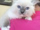 Magnifique chaton Ragdoll a donner