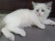 Chaton Ragdoll a donner