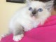 Chaton Ragdoll a donner