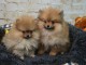 Chiots Spitz Nain à disponible 