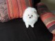 Chiots Spitz Nain en adoption