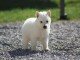 Chiot chiot type Berger Blanc Suisse