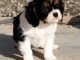 Belle Adorable chiot cavalier King Charles Femelle