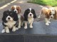 Adorables Chiots Cavalier King Charles Pure Race inscrits au lof