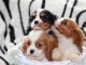 Adorables Chiots Cavalier King Charles Pure Race inscrits au lof