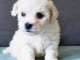 chiot bichon maltais non  LOF