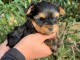 Magnifique chiot Yorkshire LOF a donner