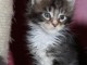 Adorable chaton maine coon non loof