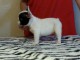 Chiot femelle bouledogue français a donner