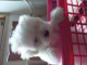 Chiot bichon maltais non lof a ceder