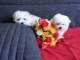 Chiot bichon maltais non lof a ceder