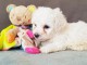 chiot bichon frisé a donner