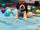 Chiot type beagle femelle a donner