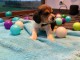 Chiot type beagle femelle a donner