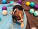 Chiot type beagle femelle a donner