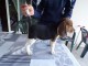 beagle non lof femelle a donner