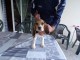 beagle non lof femelle a donner